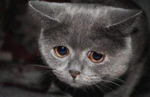 Создать мем: печаль, грущу, happy cat
