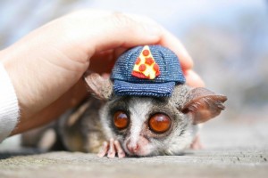 Create meme: cute animals, funny animals, bushbaby home