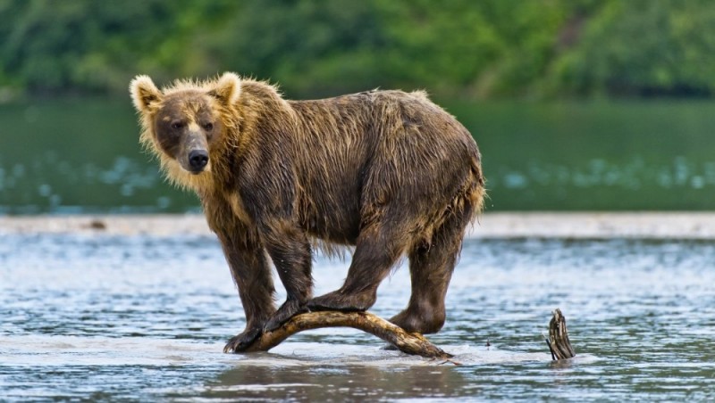 Create meme: Kamchatka brown bear , brown bear , brown bear brown bears