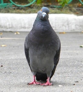 Create meme: pigeon meme, dove, meme pigeon