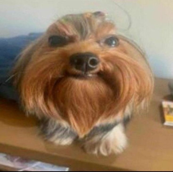 Create meme: Yorkshire Terrier , Yorkshire Terrier dog, dog Yorkshire