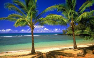 Создать мем: coconut tree, oбои, остров