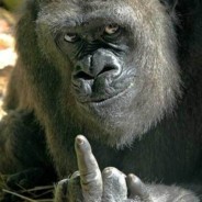 Создать мем: горилла, обезьяна фак, горилла показывает средний палец