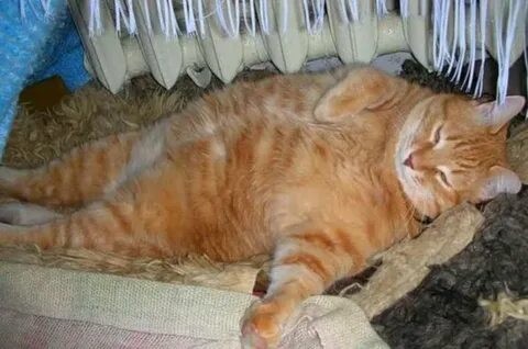 Создать мем: кот жирный, рыжий кот, толстый кот