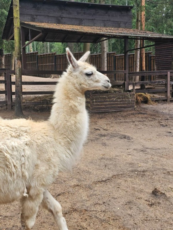 Create meme: alpaca Park Yaroslavl Zoo, Moscow Alpaca Zoo, llama+ alpaca