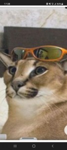 Create meme: cats, Caracal, cat