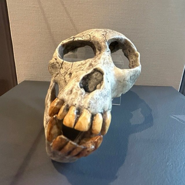 Create meme: Australopithecus African skull, the skull of Australopithecus, Australopithecus sediba