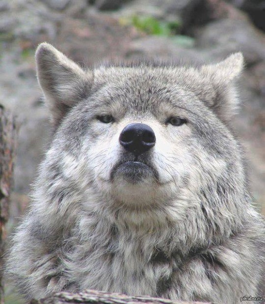 Create meme: the disgruntled wolf, wolf auf, meme wolf 