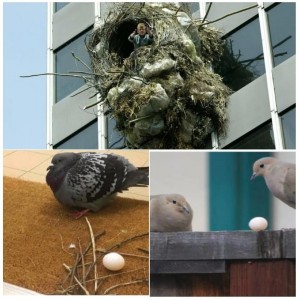 Создать мем: гнезда птиц, гнездо голубя мем, гнездо голубя