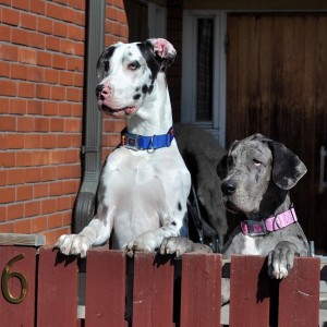 Создать мем: great dane, white boxer dog, дог датский