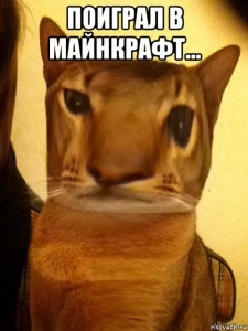 Create meme: memes, meme cat