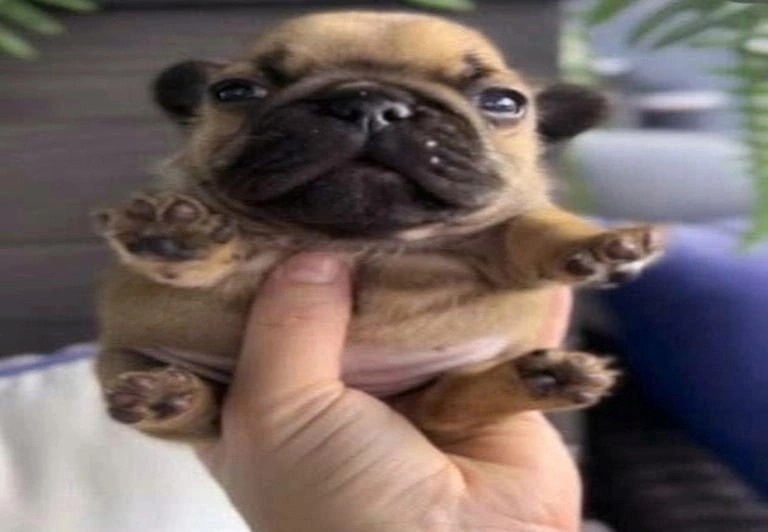 Create meme: mini pug, breed pug, milota 's pug