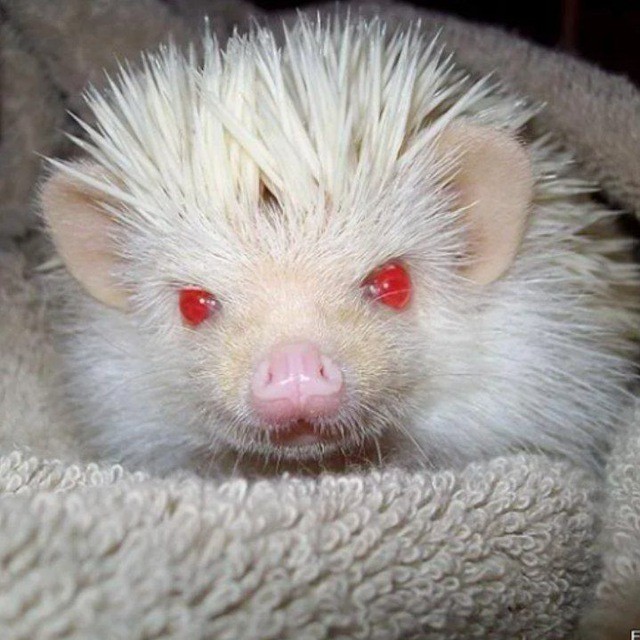 Create meme: albino hedgehog, albino hedgehog, African albino hedgehog