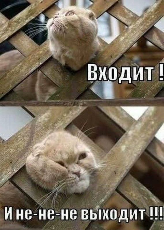 Create meme: cat , The kitten is funny, The cat is funny