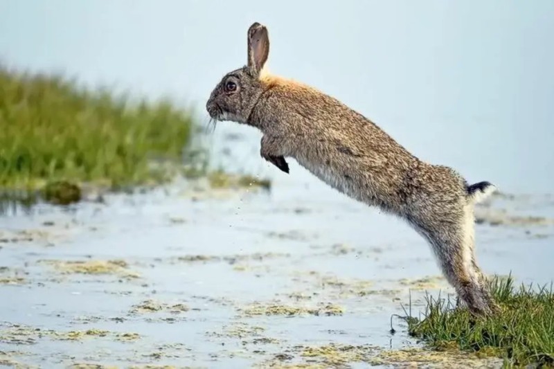 Create meme: The running hare, hare hare , The running rabbit