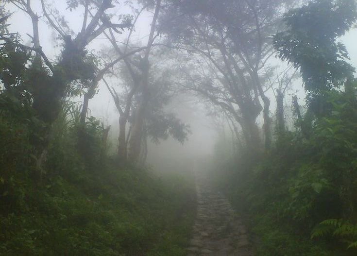 Create meme: darkness, in the fog, forest landscape