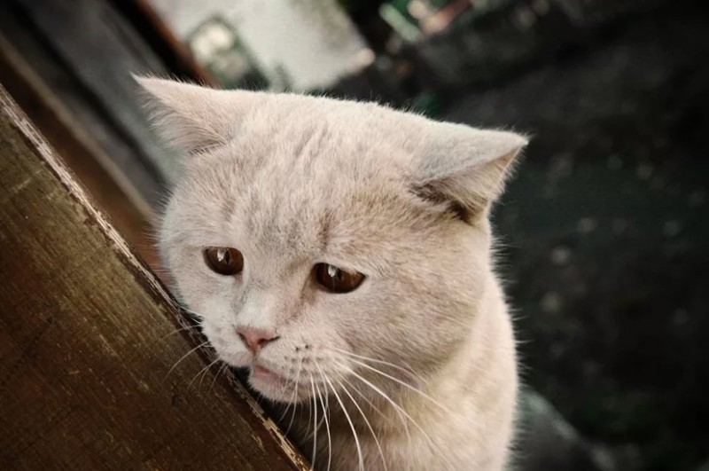 Create meme: a very sad kitty, cat sad , sad cats