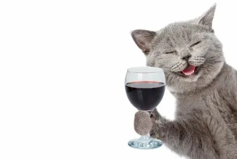 Создать мем: котенок в бокале, кот, кошка с шампанским