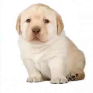 Create meme: Labrador puppies, Labrador, Retriever puppy