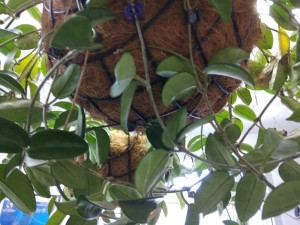 Create meme: Hoya of eritrine purple, Hoya, or wax ivy, Hoya lacunosa the durian perangin