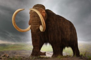 Создать мем: интересные факты о мамонтах, мамонт и слон, шерстистый мамонт фото
