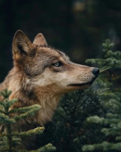 Создать мем: серый волк, свободный волк, волк животное