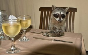 Create meme: raccoon gargle, raccoon home, raccoon in the house