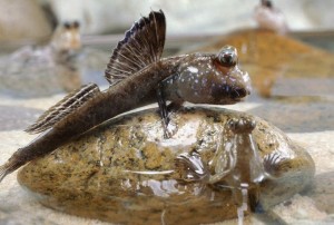 Create meme: fish mudskipper, fish mudskipper, mudskipper