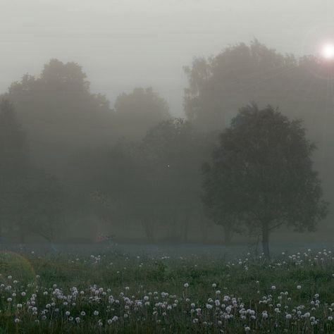 Создать мем: живописный пейзаж, утренний туман, поле природа