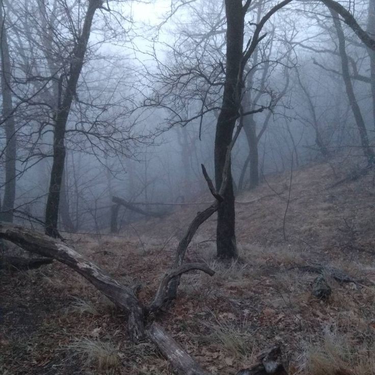 Создать мем: лес лес, жуткое дерево, туман лес