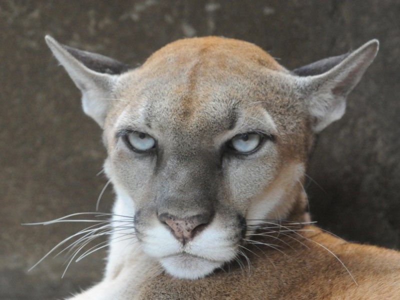 Create meme: mountain lion cougar, Cougar cougar green eye, The cougar is grey