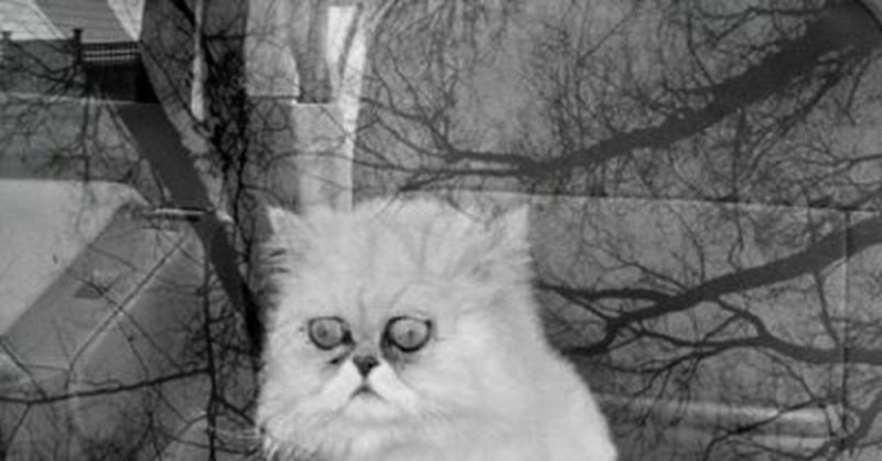 Create meme: cat hopelessness meme, depressive cat, cat ashes