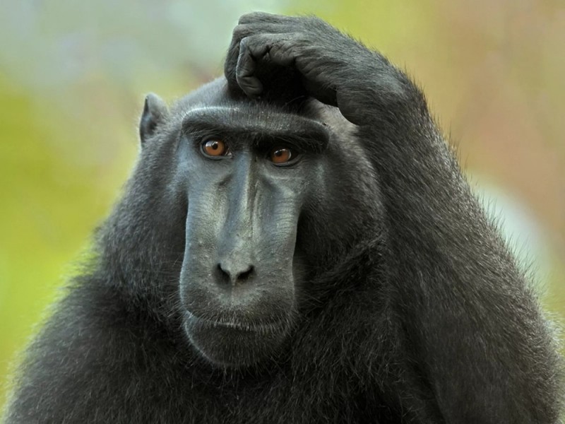 Создать мем: обезьяна сидит и чешет голову, оспа обезьян, черная макака