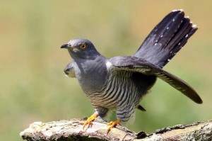 Create meme: cuckoo common, cuckoo, bird cuckoo