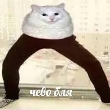 Create meme: cat in my pants meme