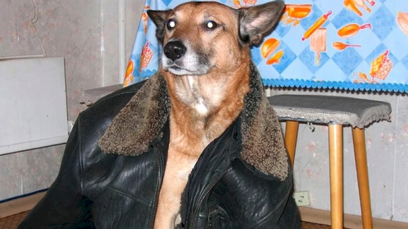 Create meme: a dog in a leather jacket, a dog in a leather jacket, dog jacket 