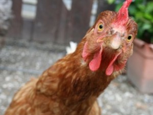 Create meme: laying hens, crazy chicken, look chicken pictures funny