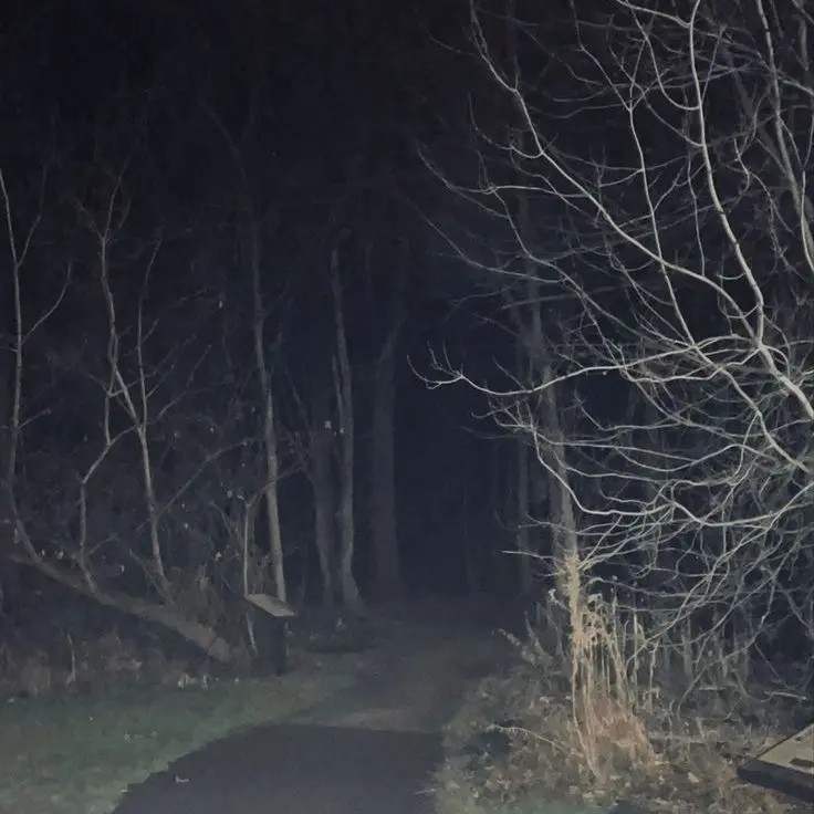 Create meme: darkness, dark forest, the woods at night