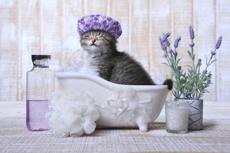 Создать мем: пазл 500 эл. лавандовый релакс, помытый кот, котик в ванной