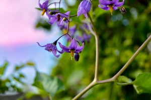 Create meme: bitterzoet - solanum dulcamara., purple nightshade, nightshade sweet-bitter