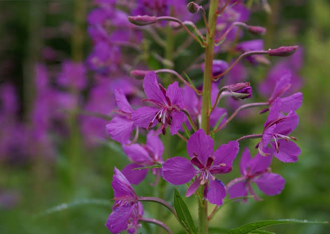 Create meme: fireweed, ivan tea narrow - leaved, narrow - leaved cypress ivan tea