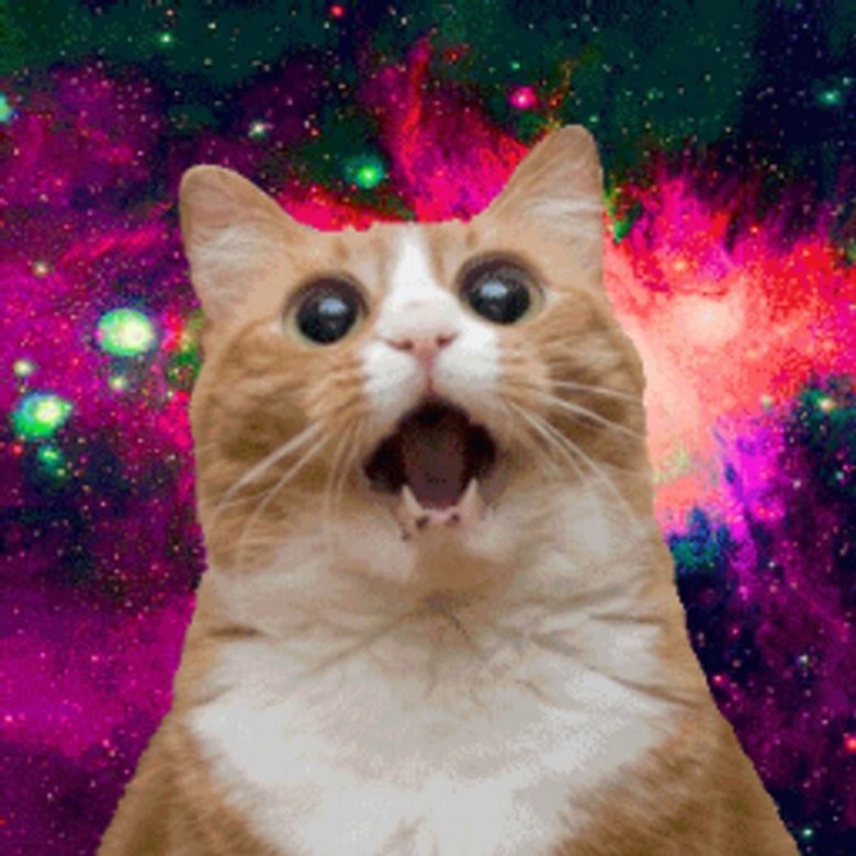 Create meme: meme surprised cat , seals in space, cat 