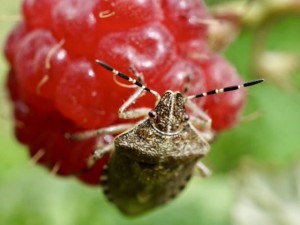 Создать мем: жук клоп малинник, жук вонючка на малине, клоп на малине