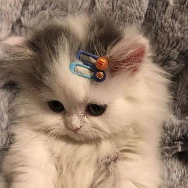 Create meme: kitten with a hairpin, seals , cat 