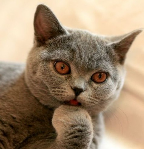 Create meme: cat , british shorthair cat, a British cat