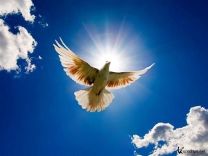 Create meme: dove, birds, love peace