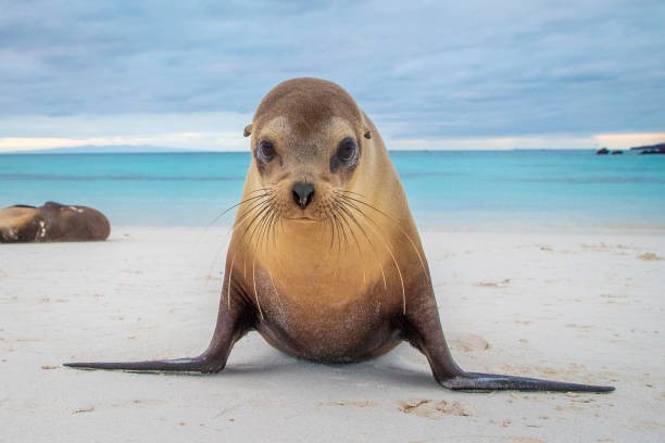 Create meme: sea lion , sea lion and seal and seal, california sea lion