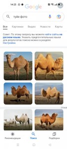 Create meme: Nar camel, Bactrian camel, camel