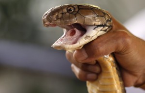 Create meme: taipan, the bite of king Cobra, Cobra attacks