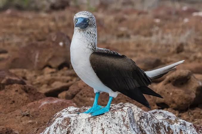 Создать мем: голубая олуша, blue footed booby, олуша птица